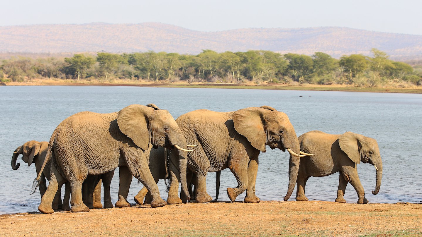 730,000 elephants missing, believed to have been poached