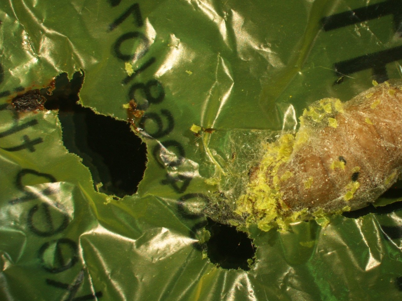 How a tiny caterpillar might solve our plastic waste problem
