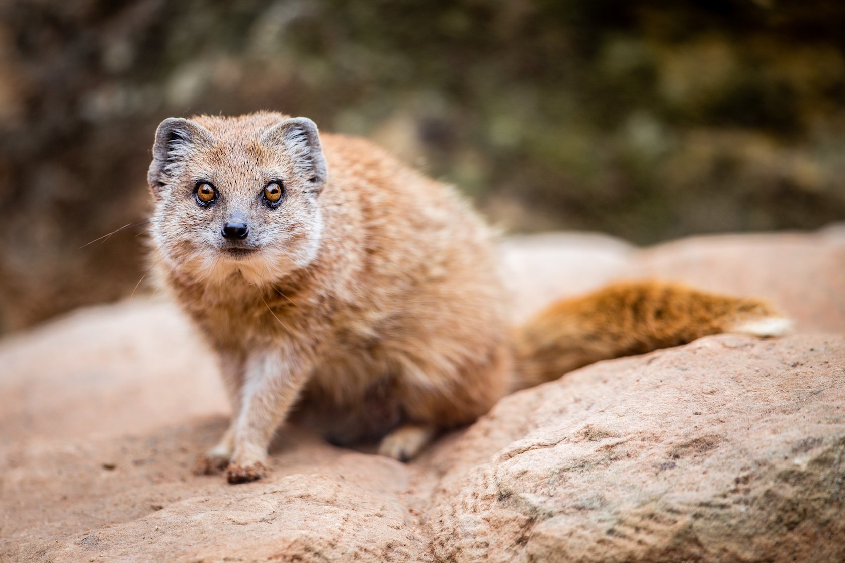 How brutal banded mongoose families turn on each other