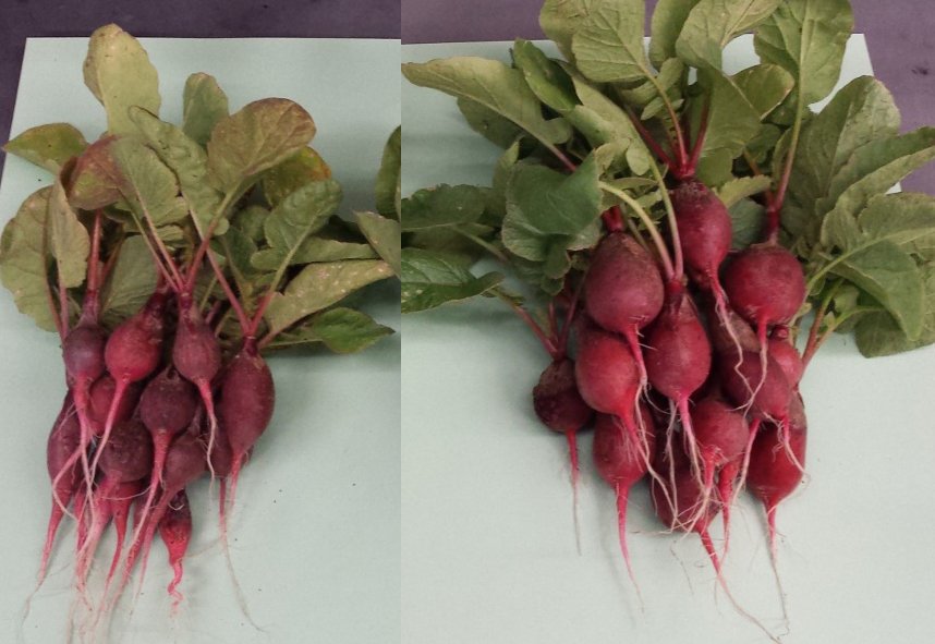 The bionic leaf could be the next agricultural revolution