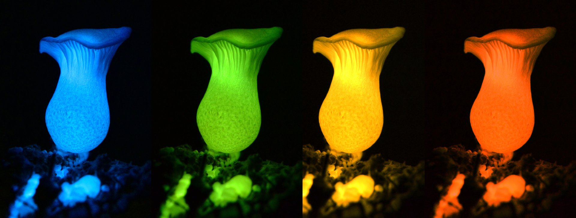 The secrets of bioluminescent, glow-in-the-dark mushrooms