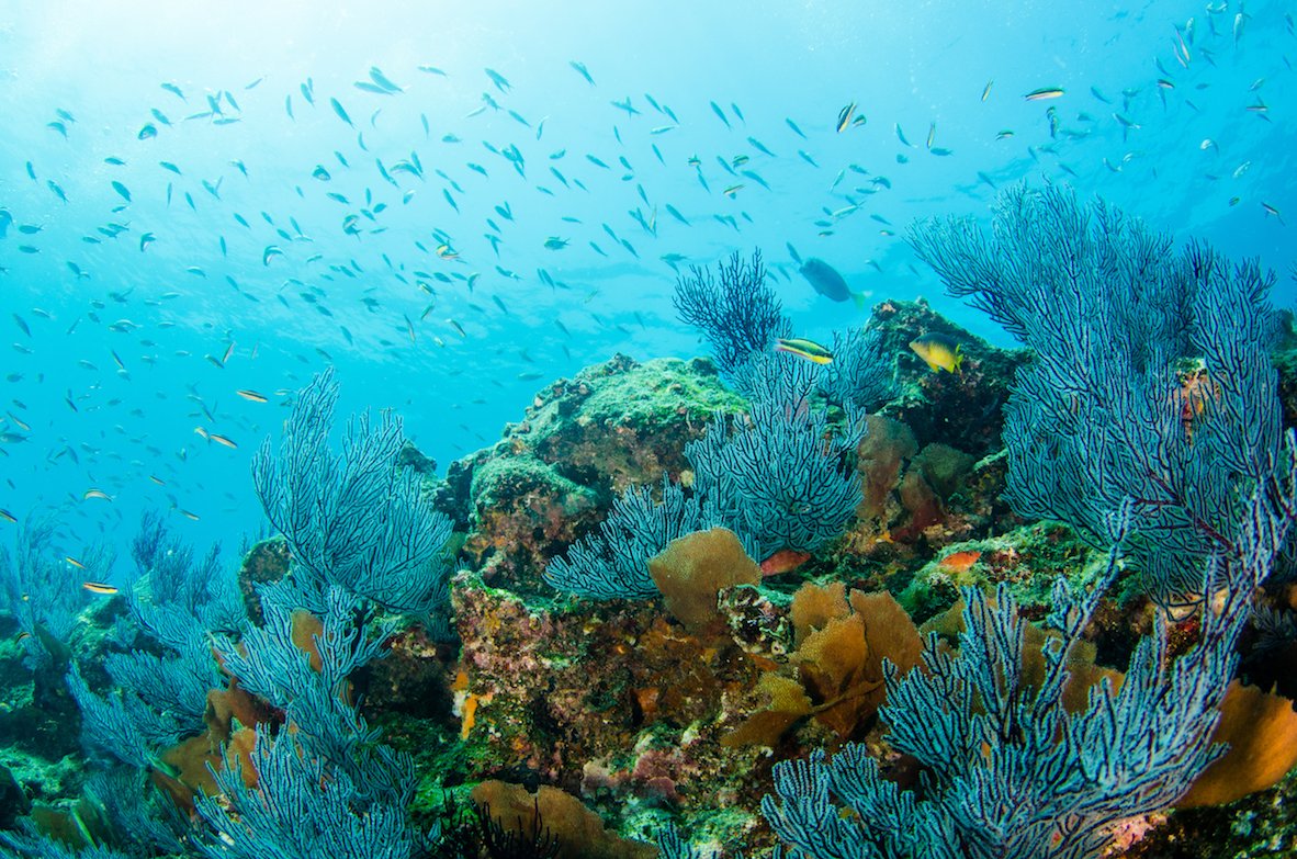 Study reveals rampant overfishing in the Gulf of California