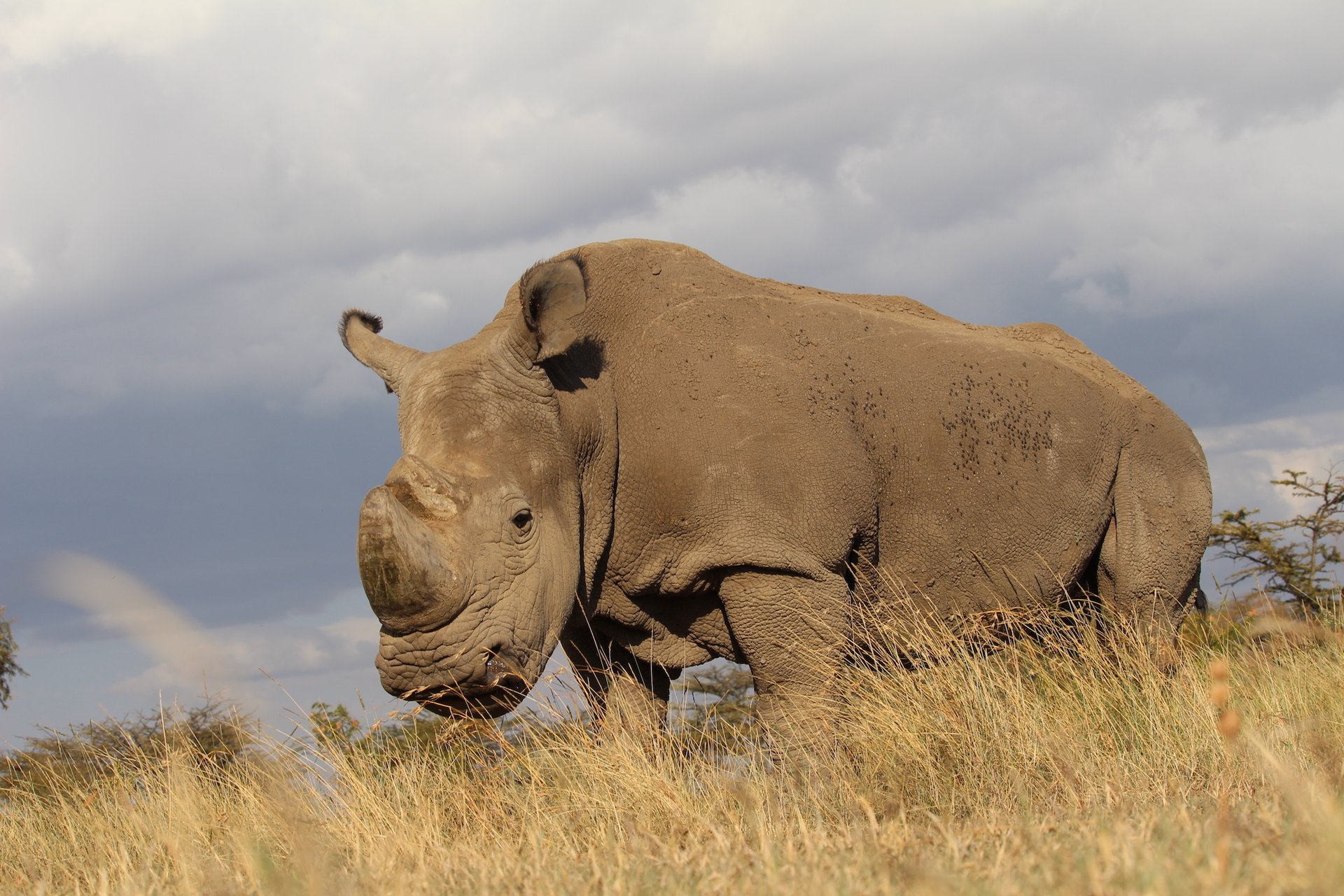 Tinder campaign aims to save endangered rhinos