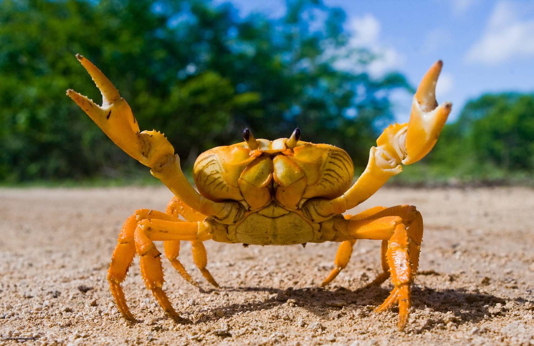 Crabs blend in with nature to avoid predators