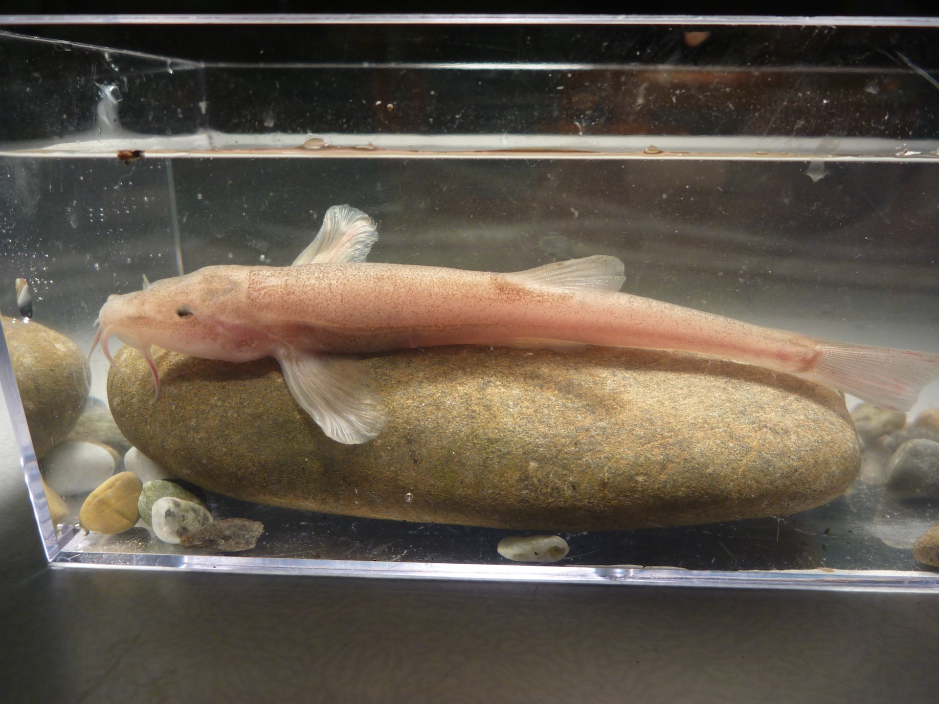 The first European cave fish has been discovered