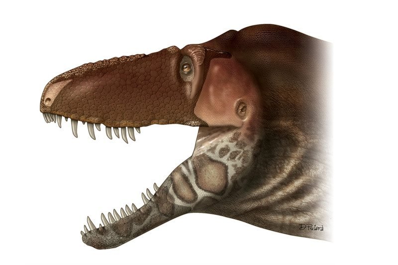 Frightful lizard of 74 million years ago was great in bed