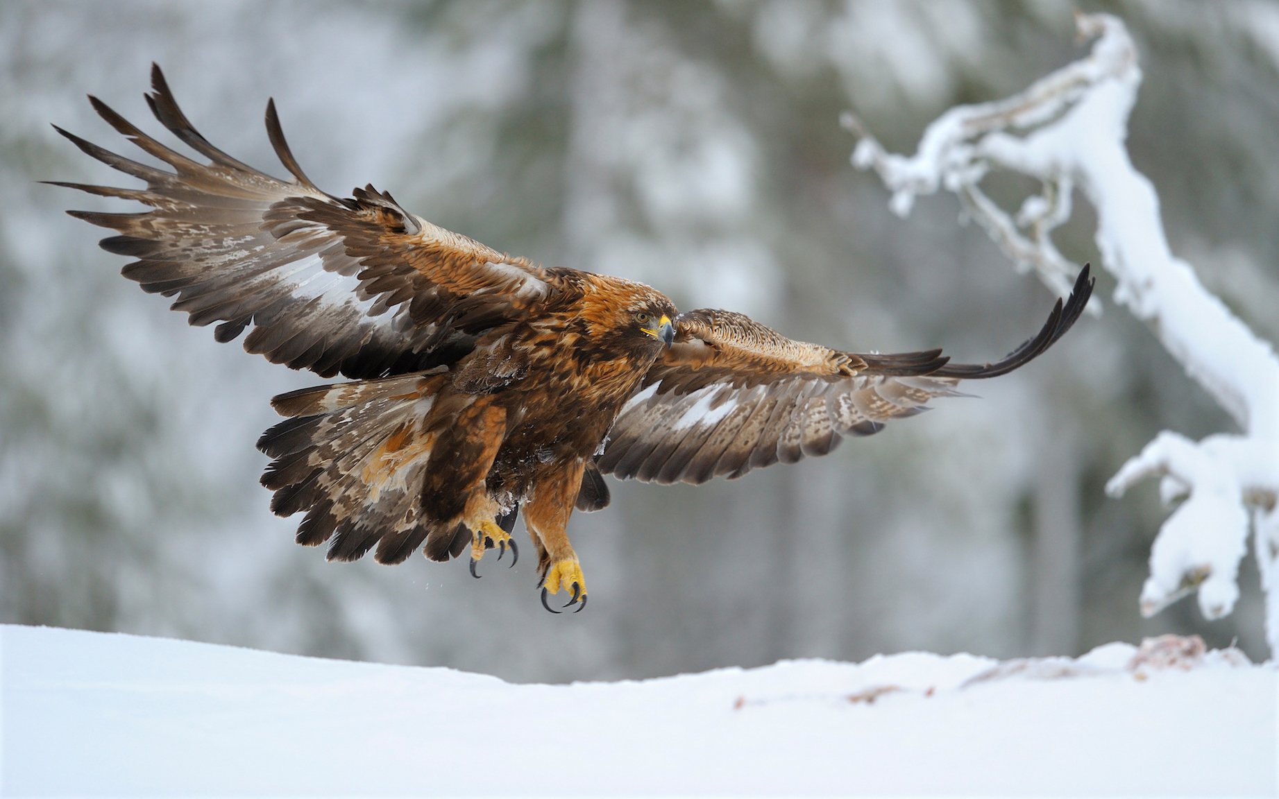 Golden Eagles migrate through stormy weather to hold their turf