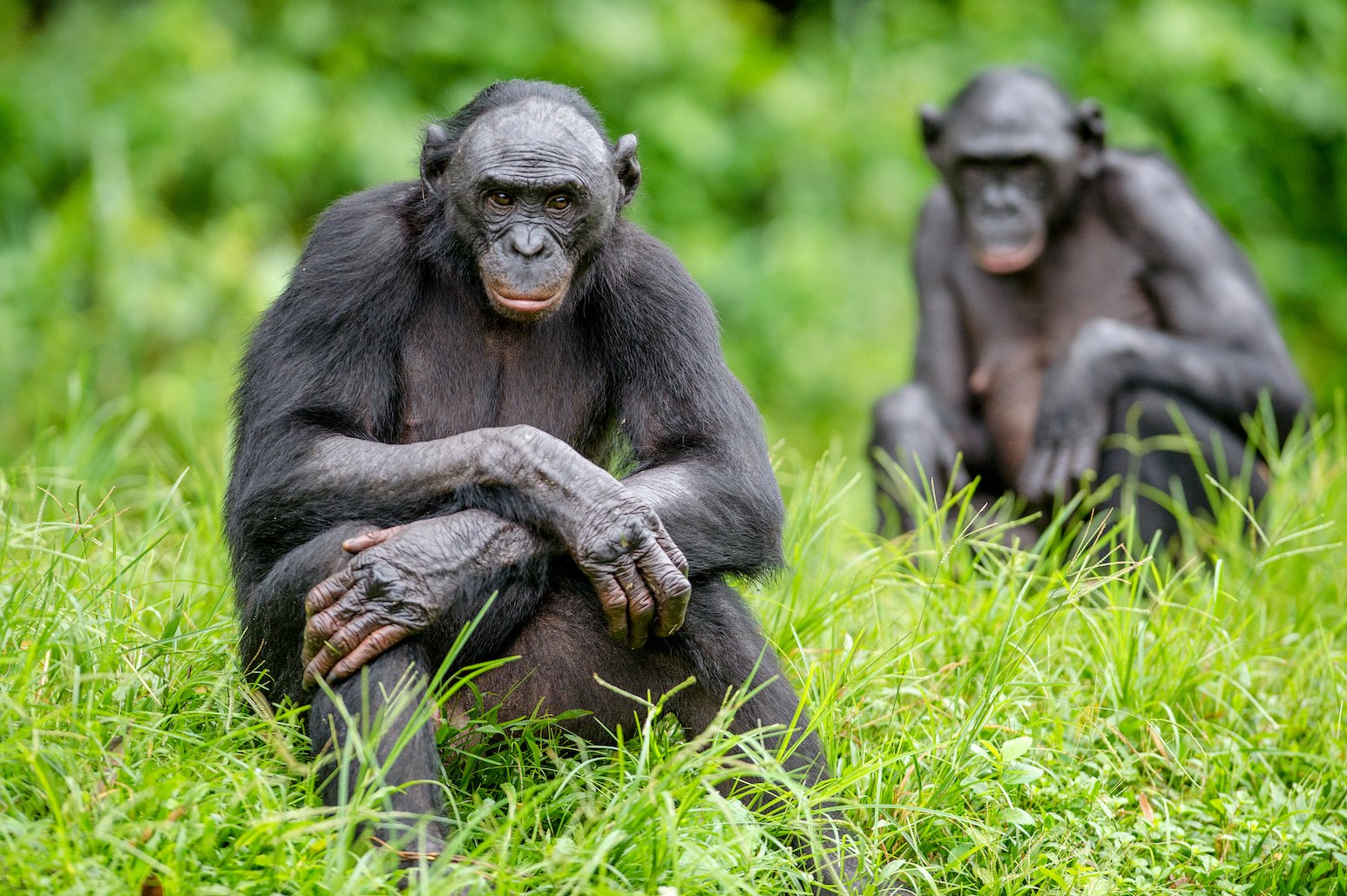 Study: Bonobos closer to humans than chimps