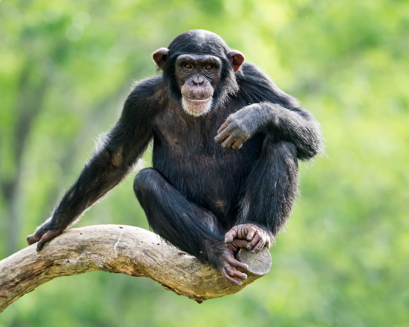 In chimps, learning is a family affair, research finds