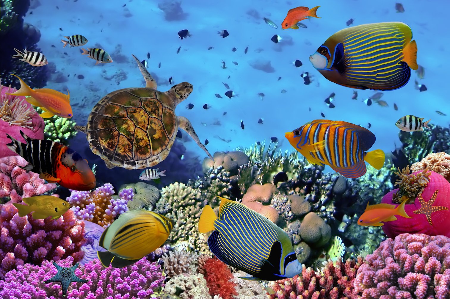 Hawaii might ban certain sunscreen to protect coral reefs
