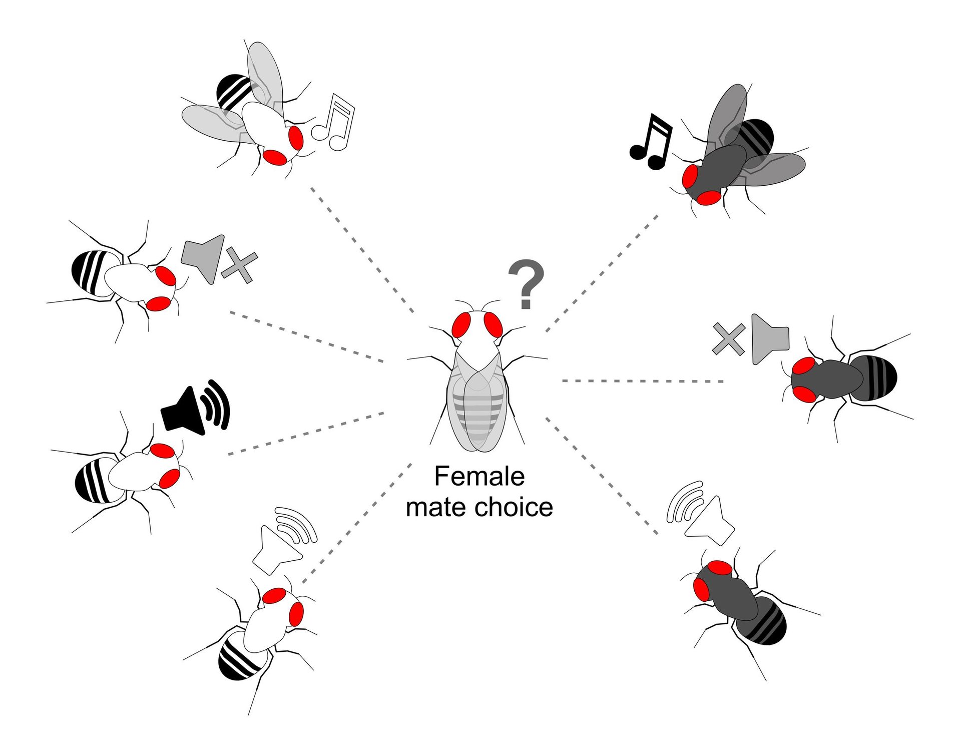 Female fruit flies pick their mate through a courtship song
