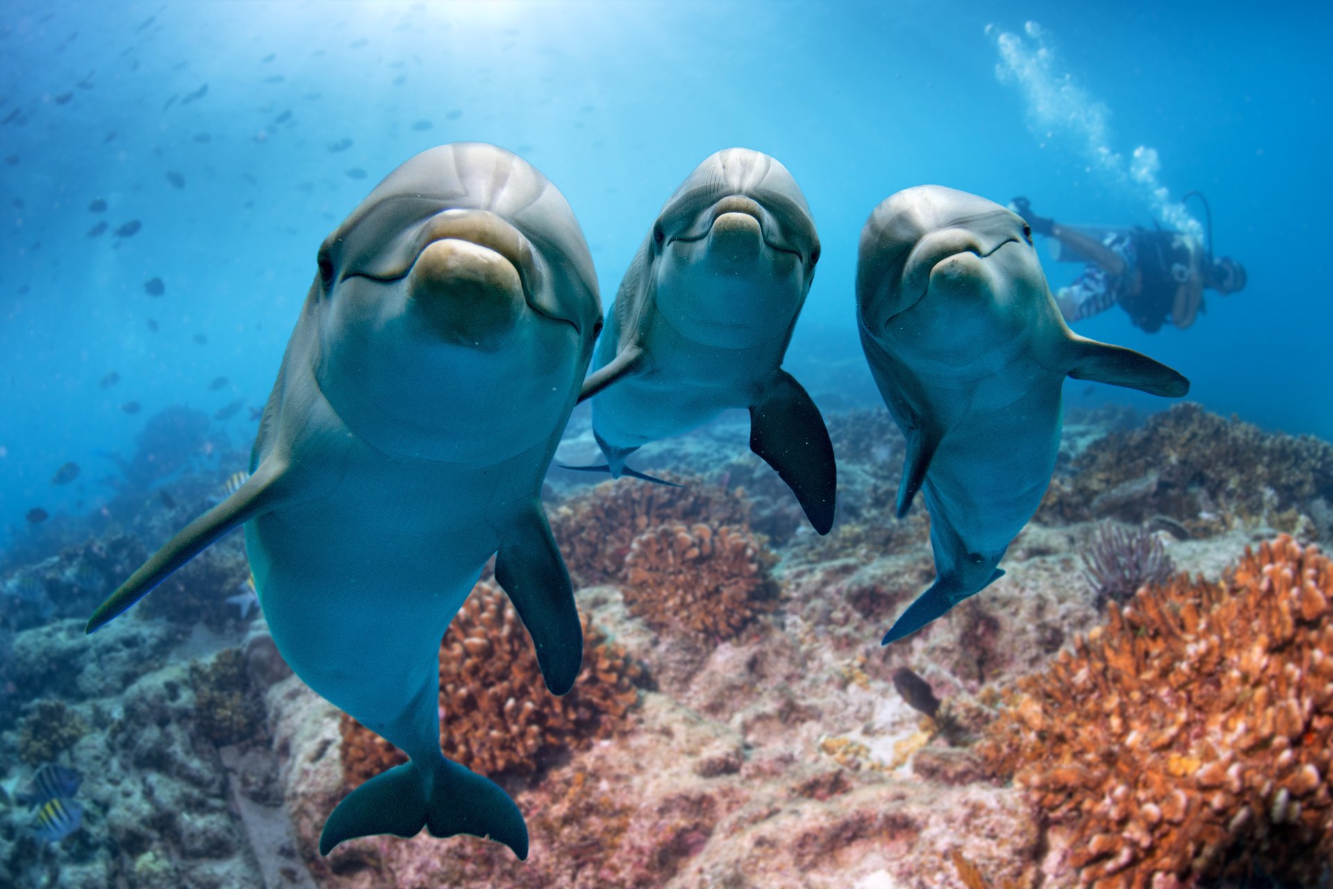 Polluted oceans are ruining the immune systems of wild dolphins