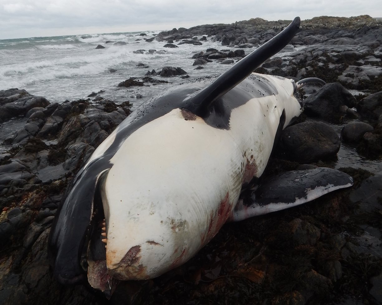 Lulu the whale died with highest amount of pollution on record