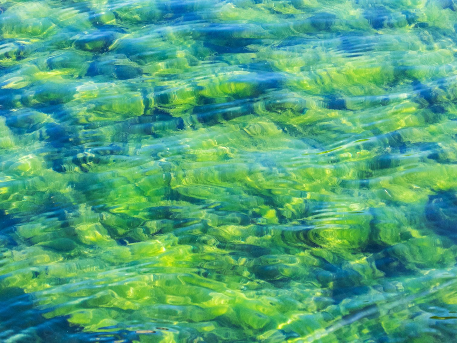 First trial for genetically engineered algae was a rousing success