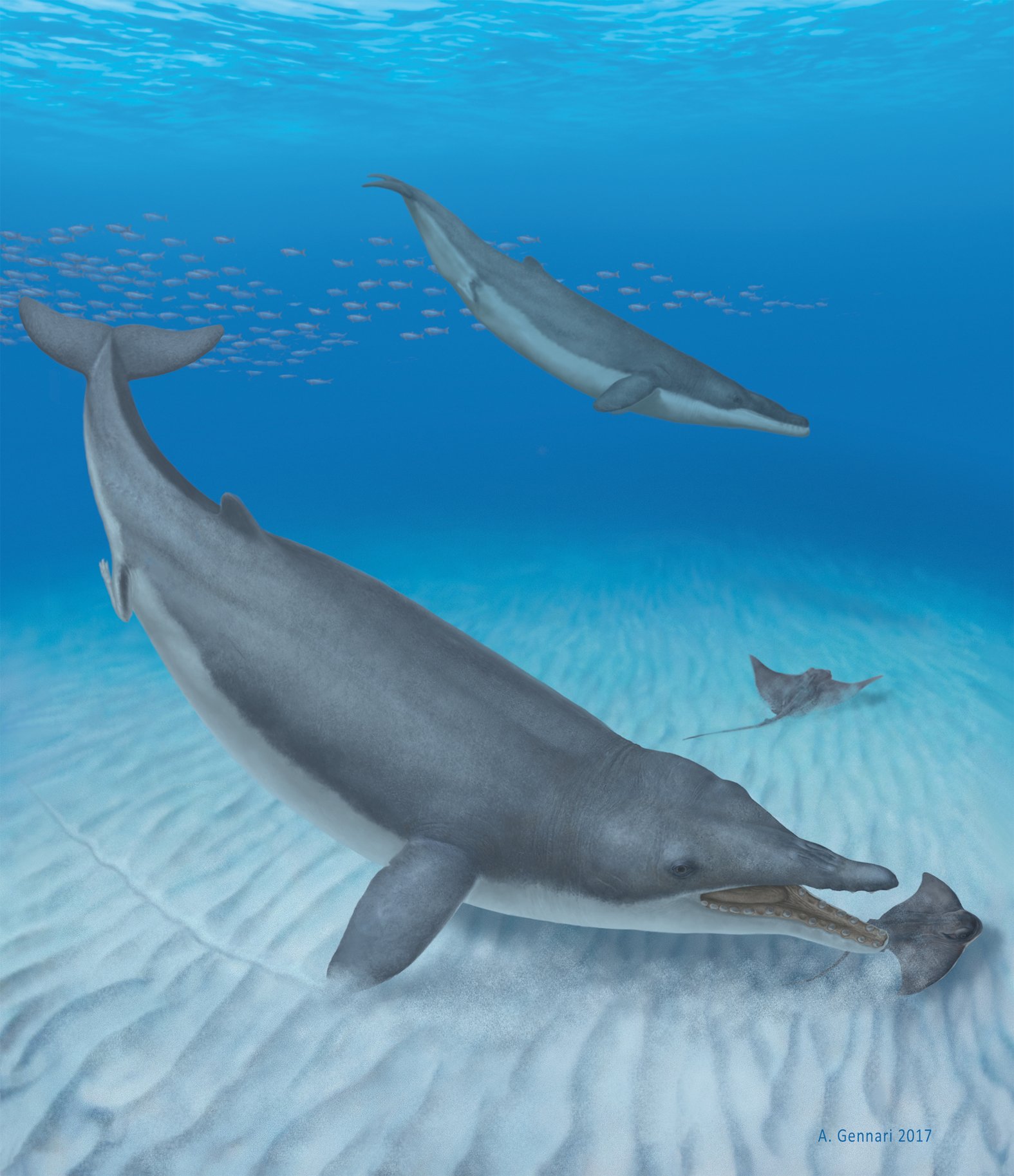 New fossil discovery changes evolutionary history of baleen whales
