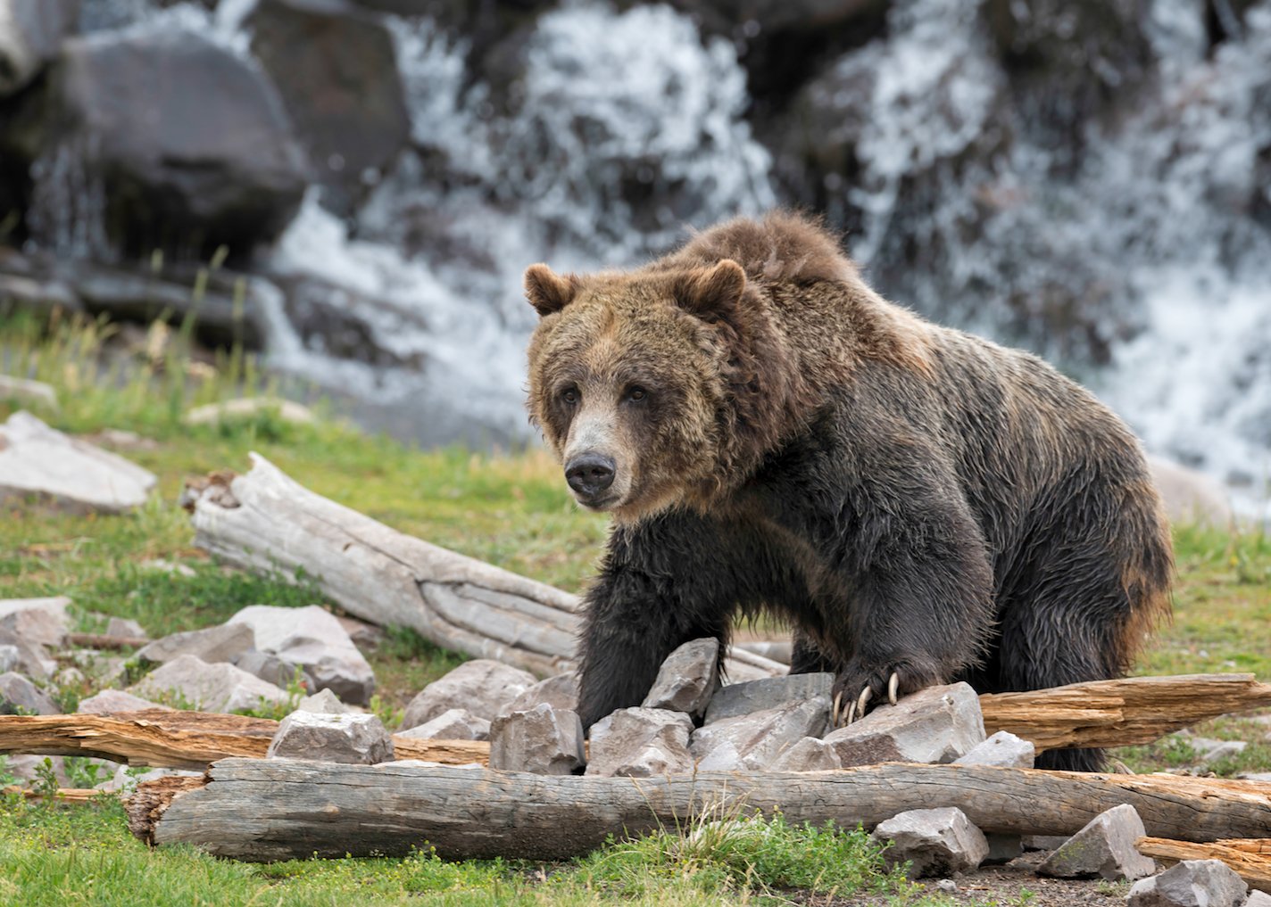 Climate change forces Yellowstone grizzly bears to change diet