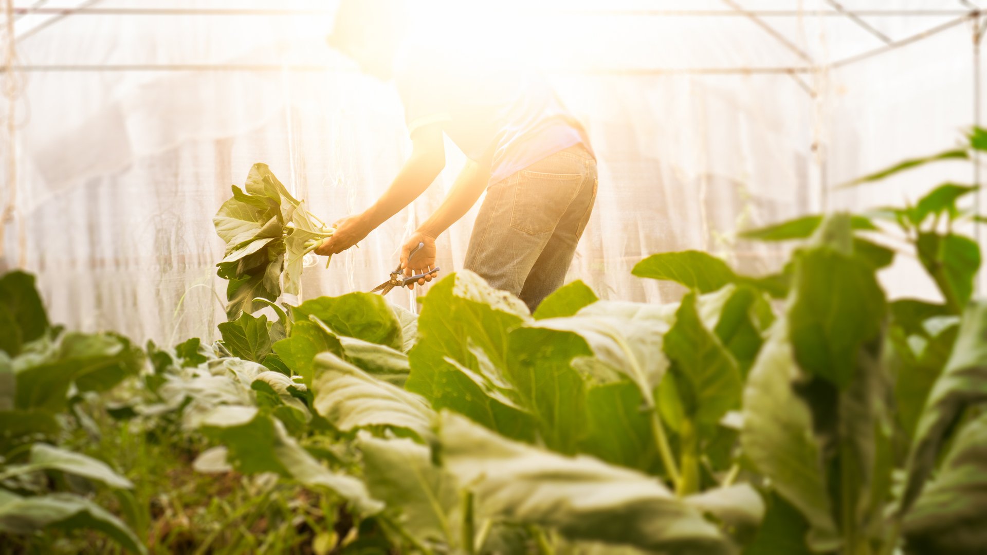 Lack of fresh produce has Alaska turning to greenhouses