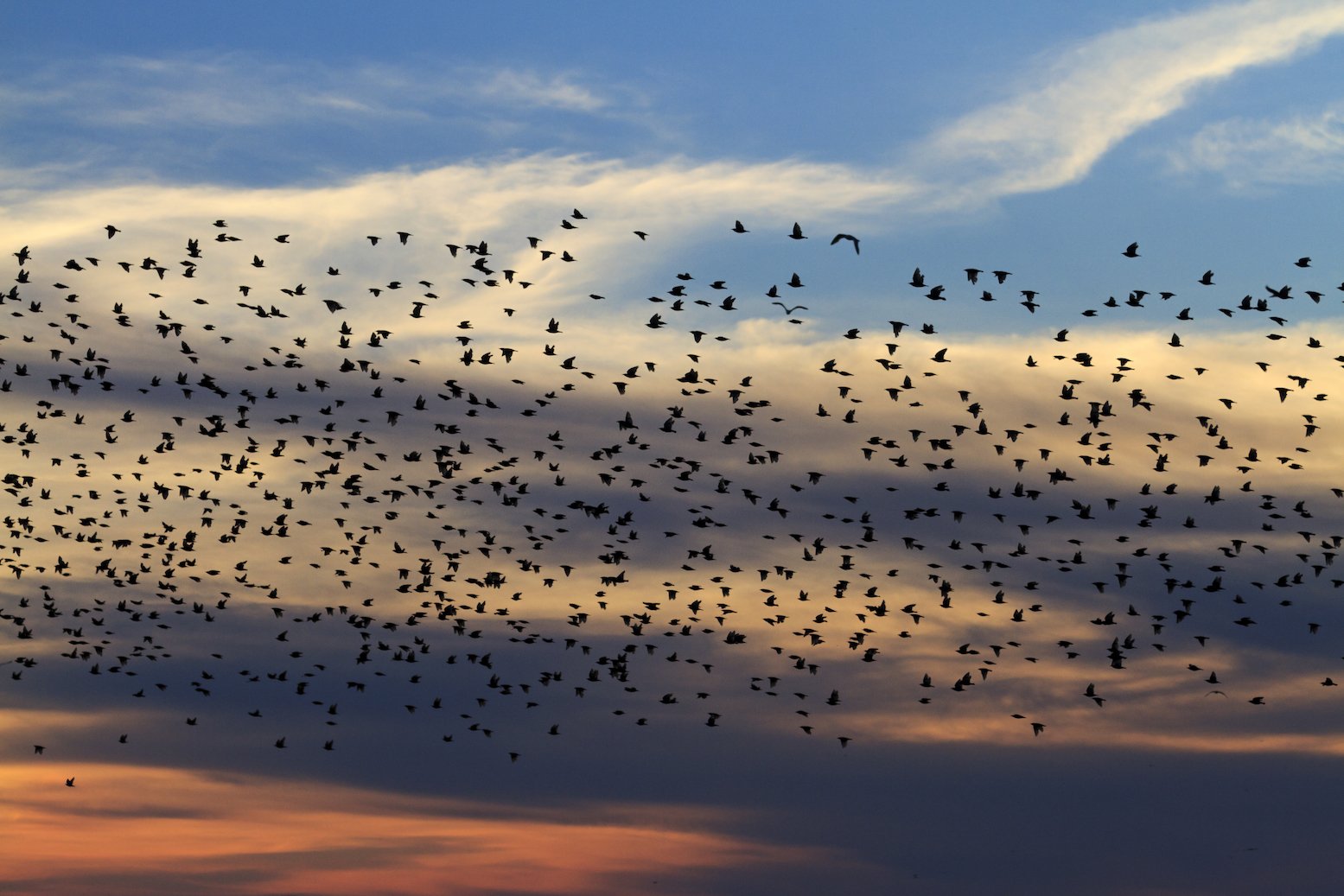 Climate change is altering birds' seasonal clocks