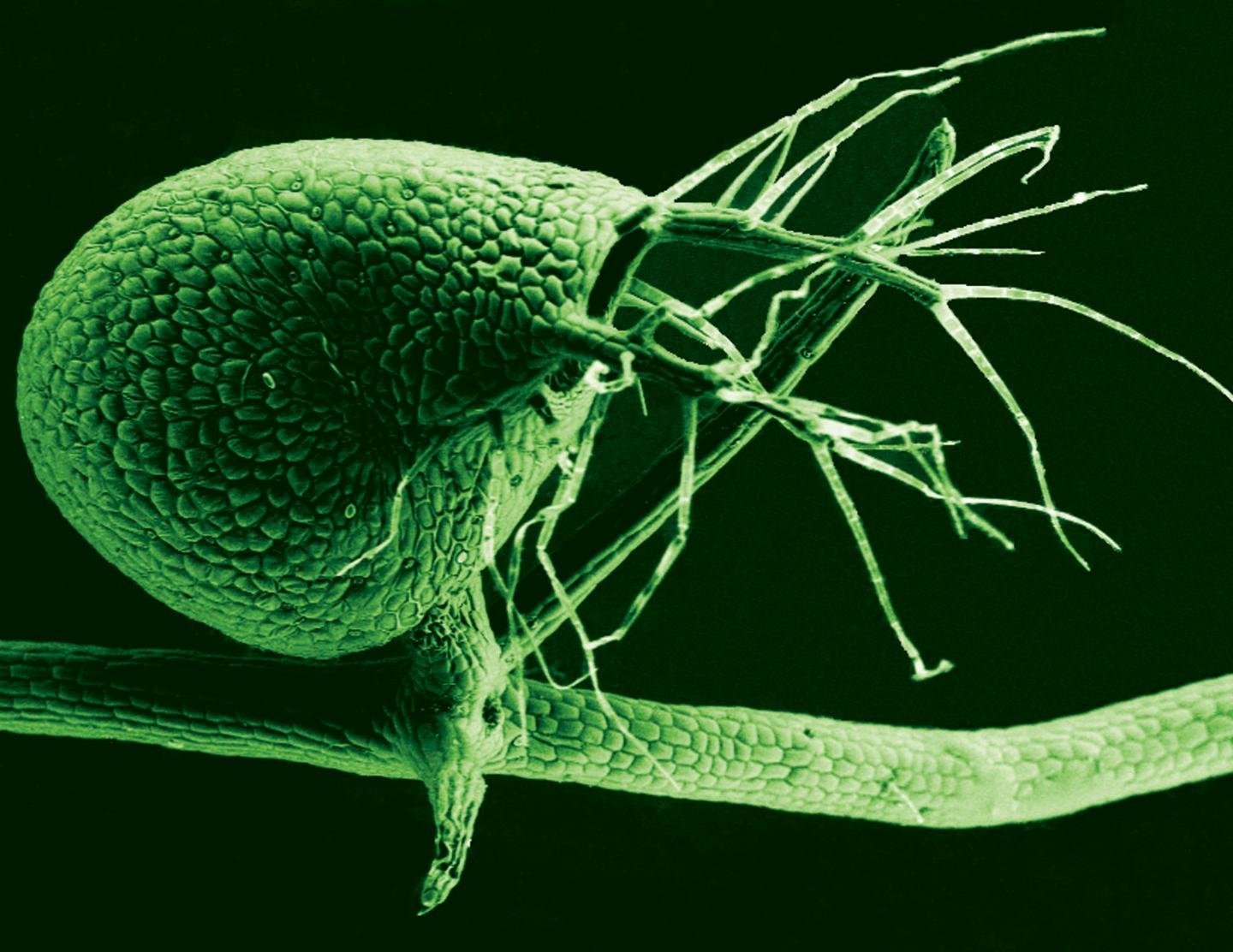 How carnivorous plants fought evolution to remain carnivorous