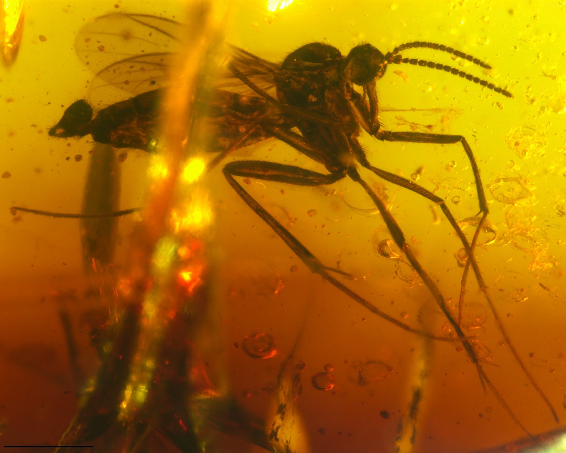 Insect fossils found in Indian amber may solve ancient mystery