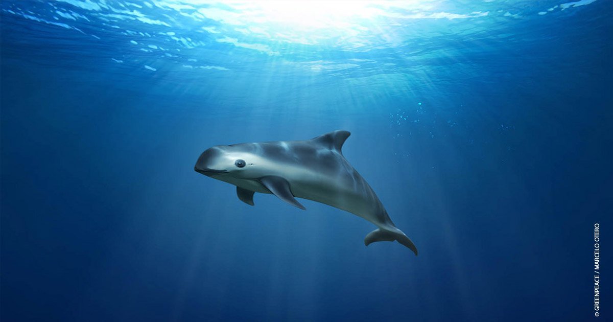 Pandas of the sea: vaquitas could go extinct this year