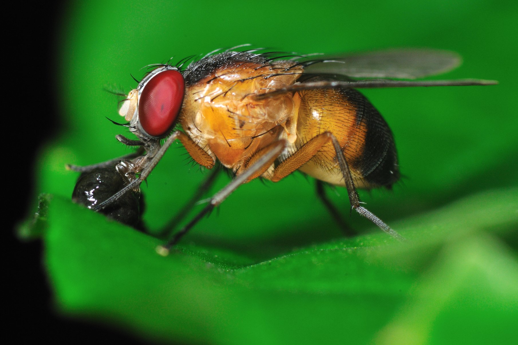 Study: Female fruit flies more aggressive after sex