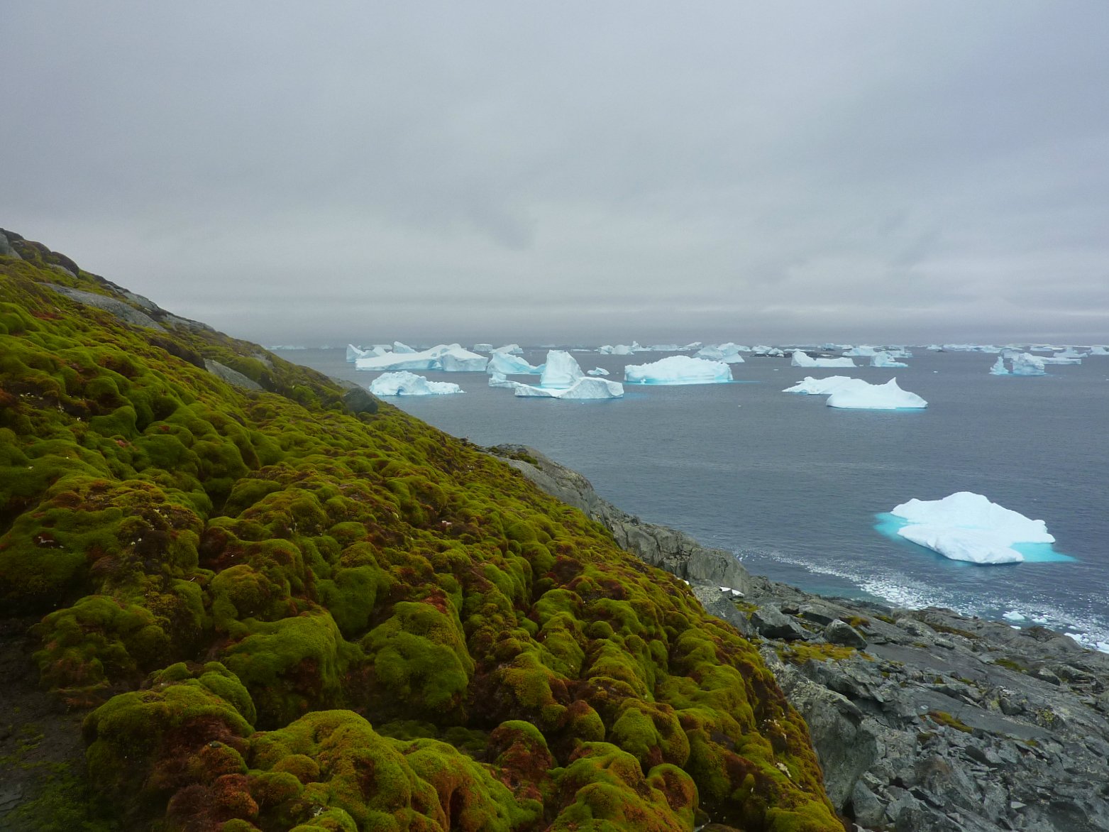 Climate change is turning Antarctica green
