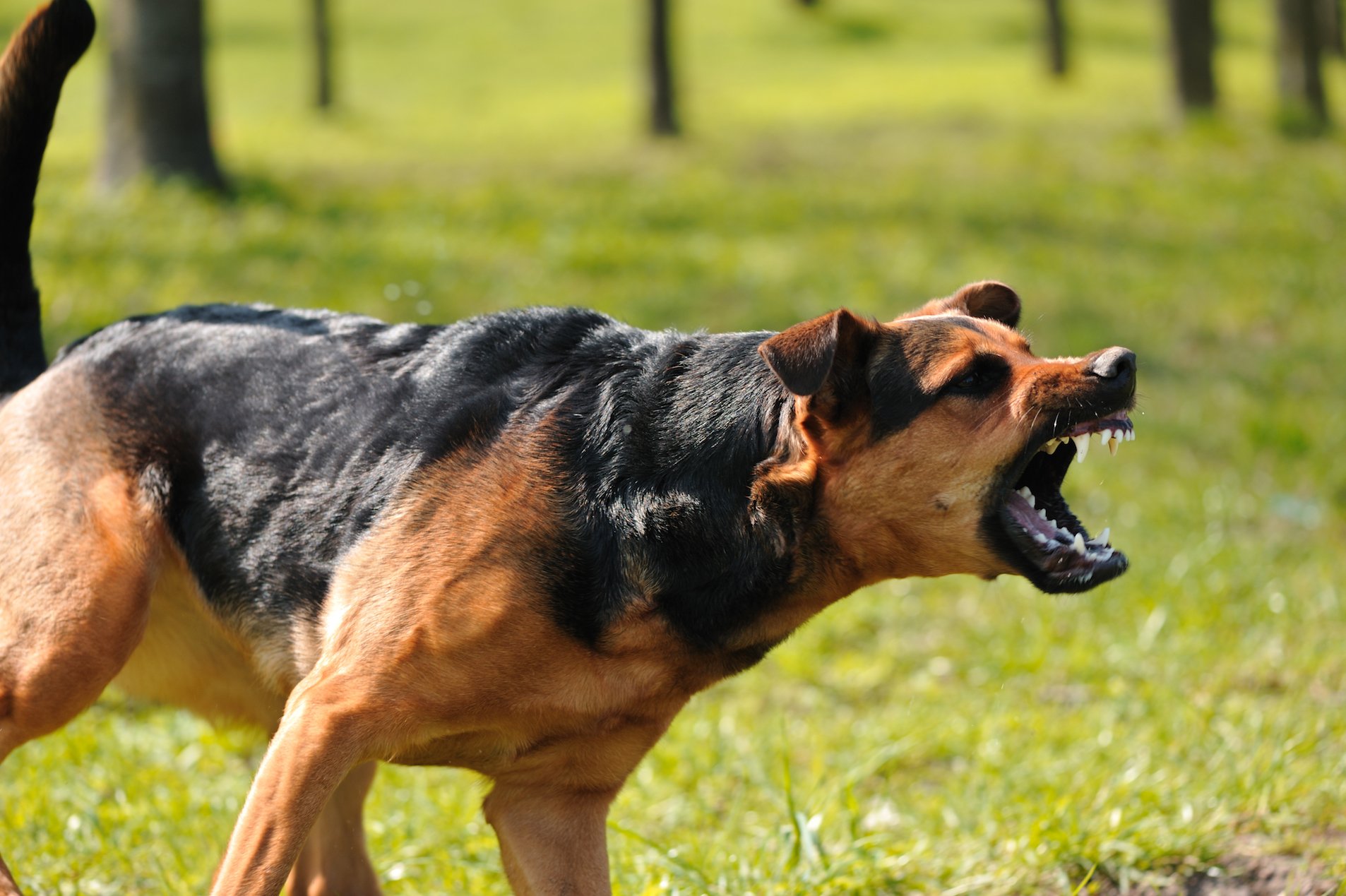 How to understand your dog’s language of aggression