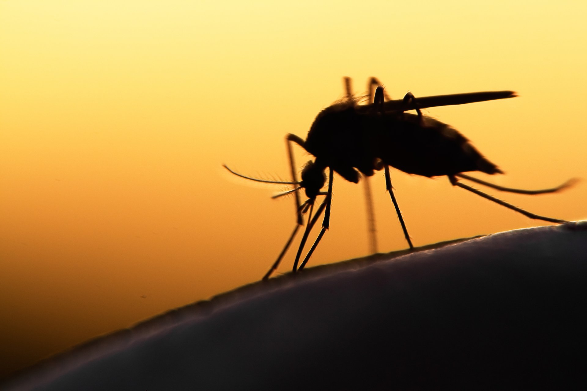 Mosquitoes that carry Zika can also transmit other diseases