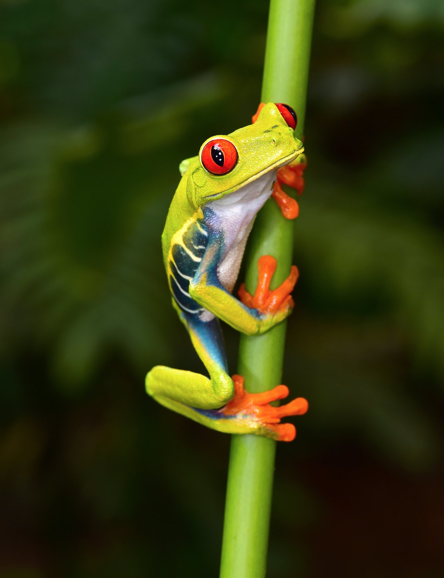 Frogs can defy gravity thanks to their highly evolved skeletons