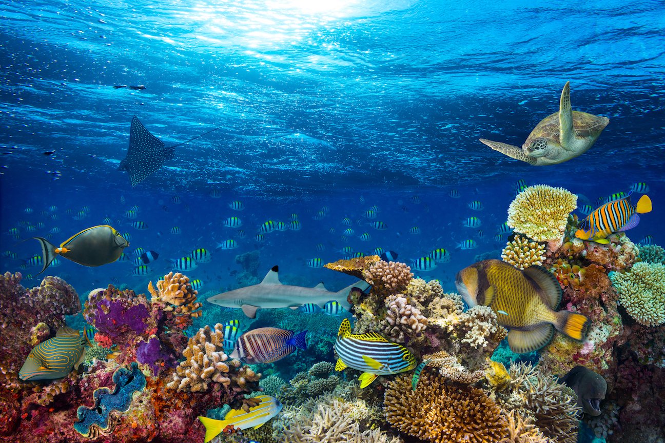 Study: “Reefs of hope’ adapt to climate change