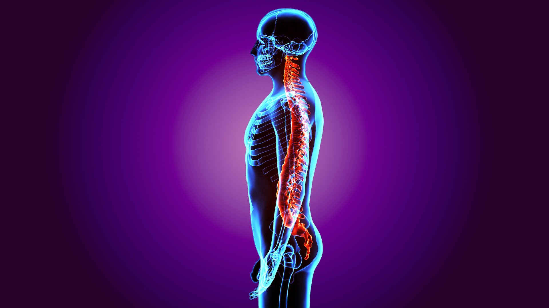 Fossil reveals how the human spine originated