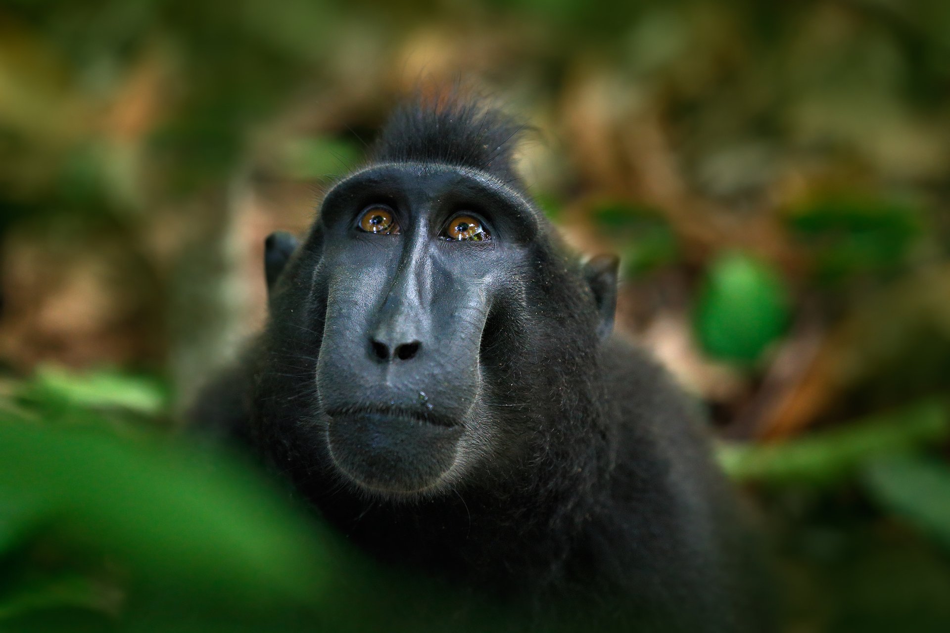 Monkey brain study may explain human thinking