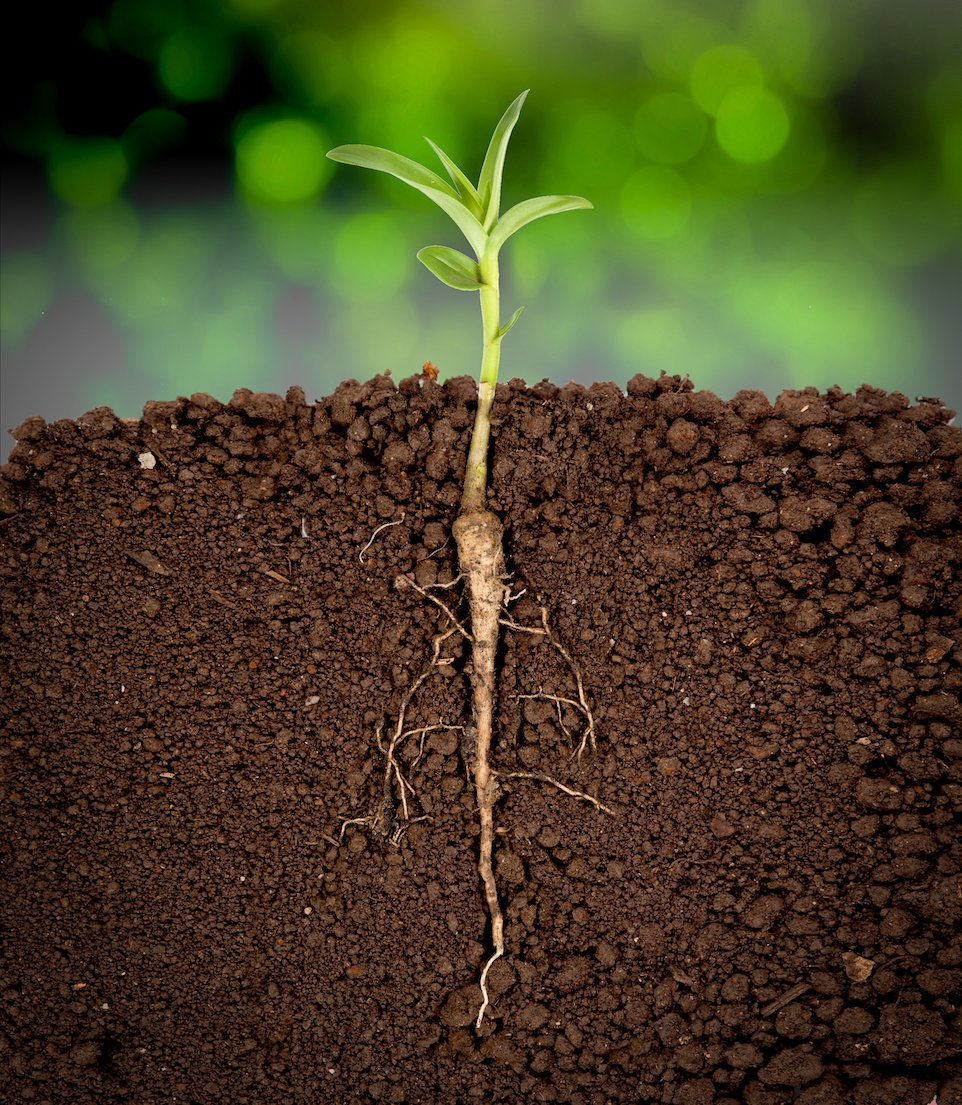 Study: plants can ‘hear’ running water