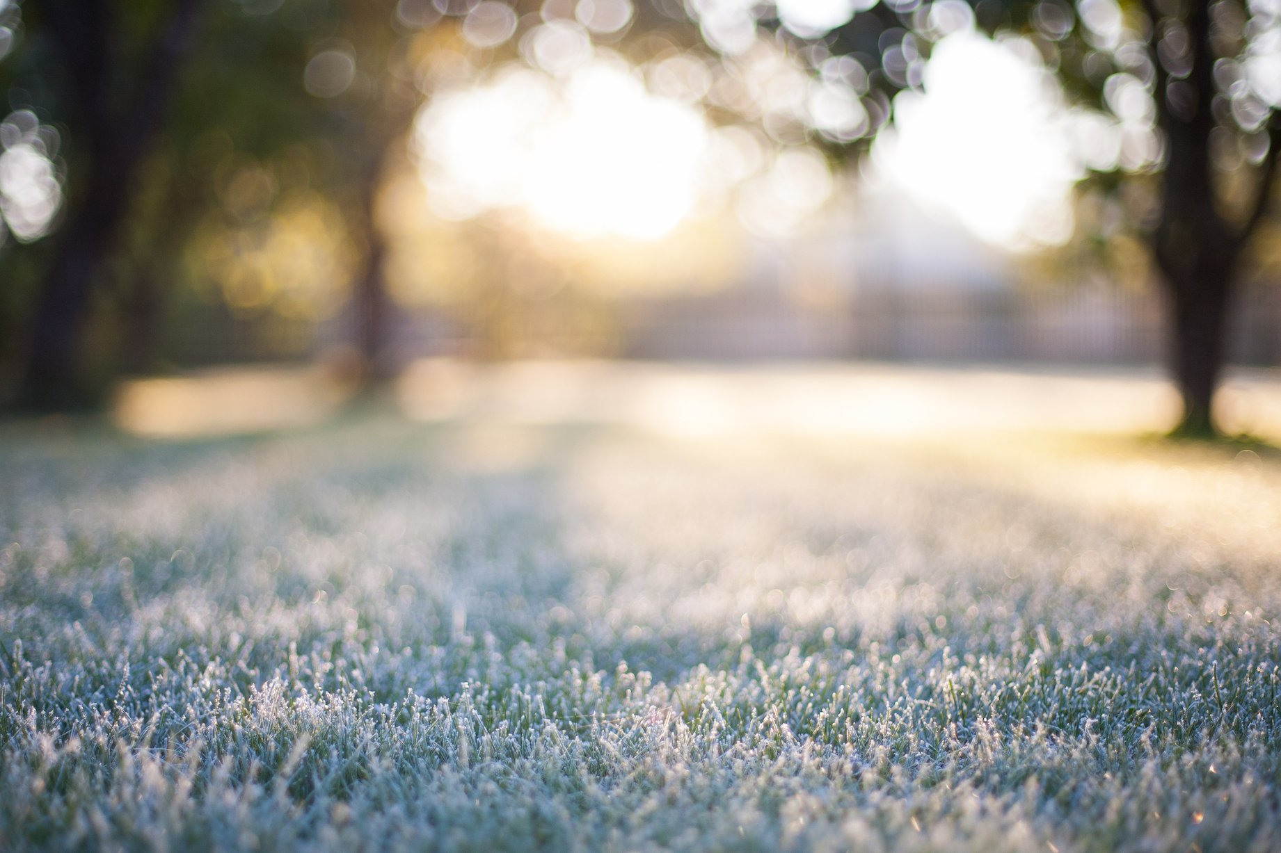 How global warming is impacting the timing of frost