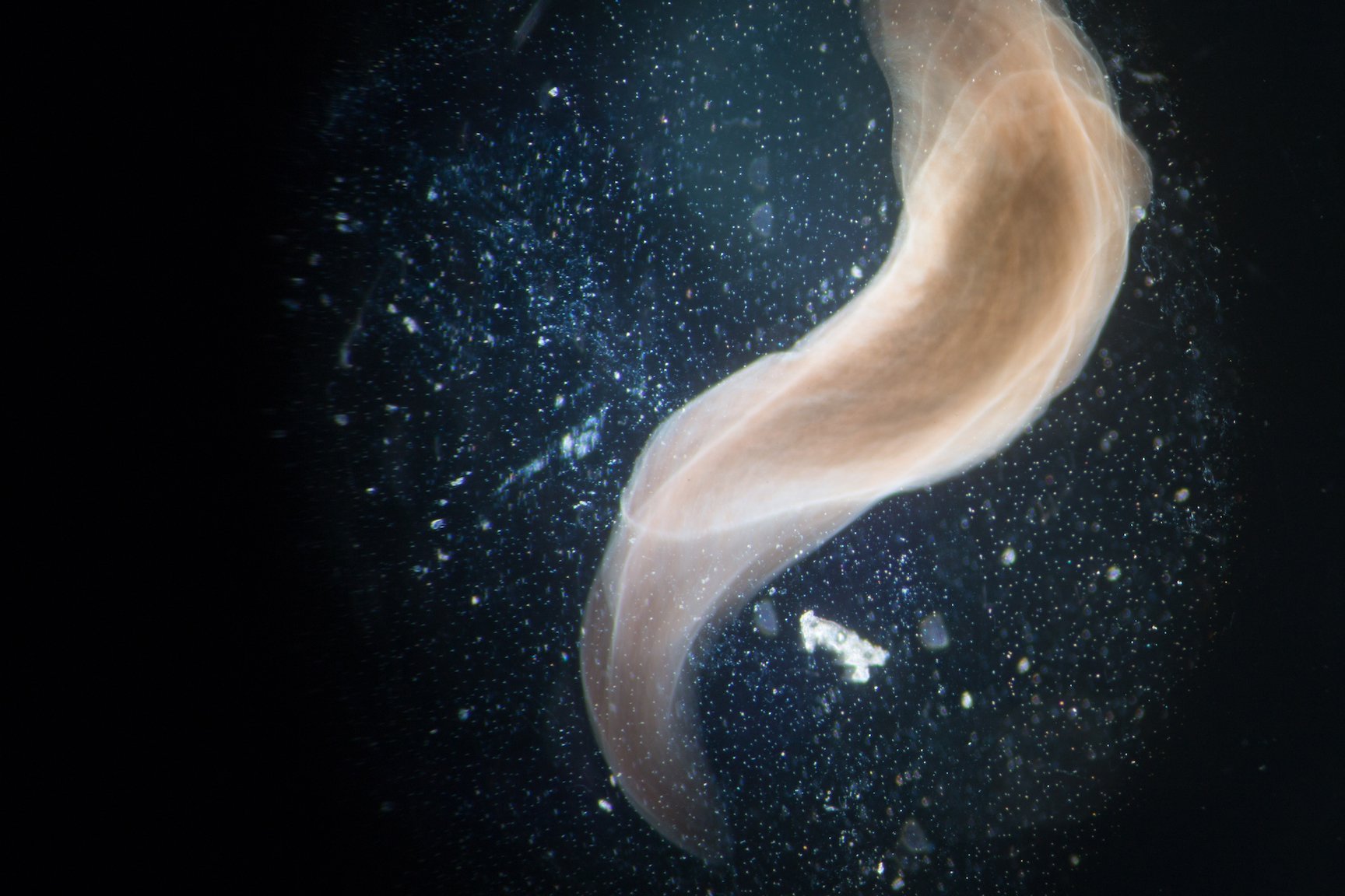 Researchers discover hidden code behind how worms regenerate