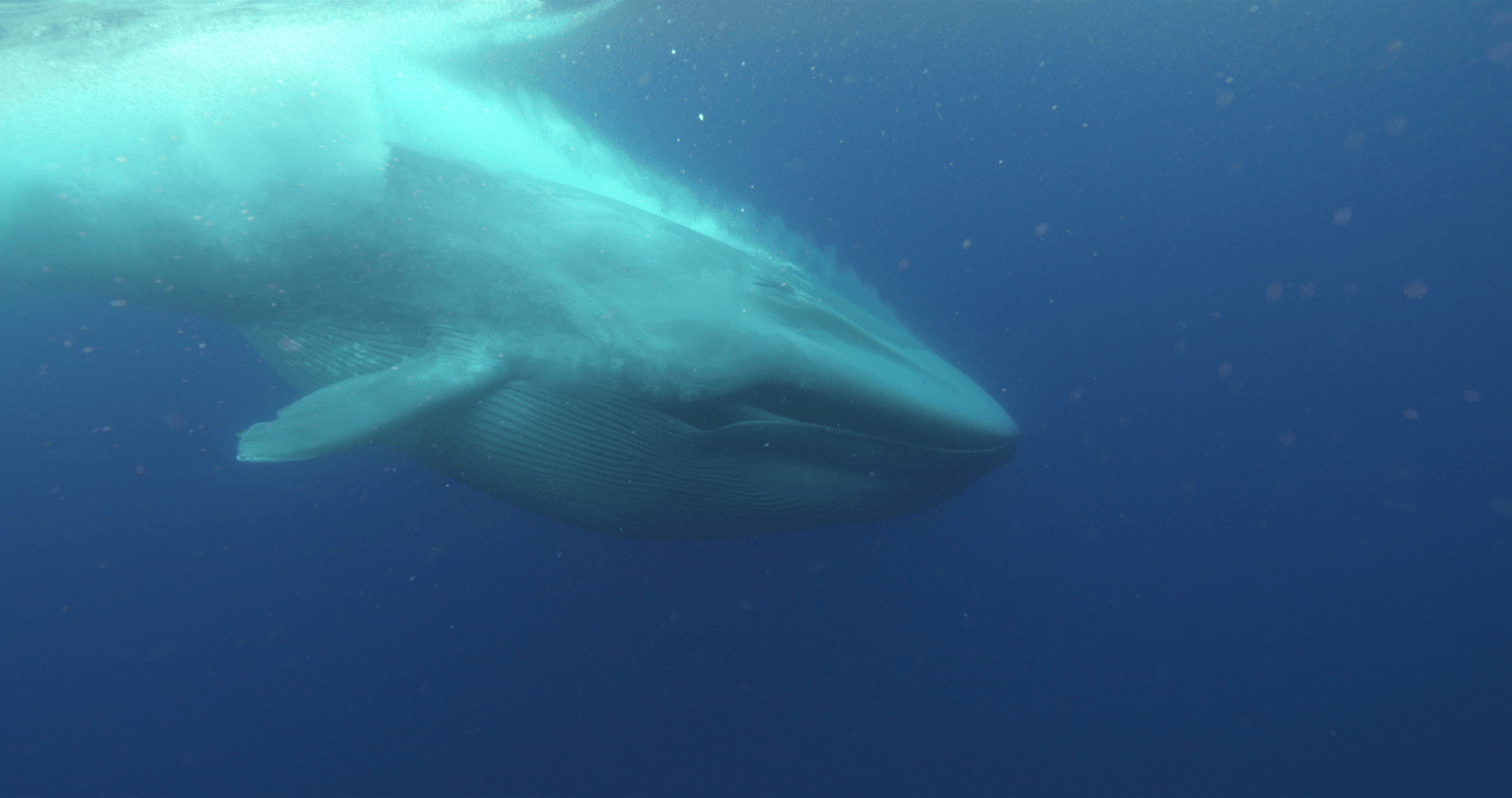 Whales only recently became so large in size