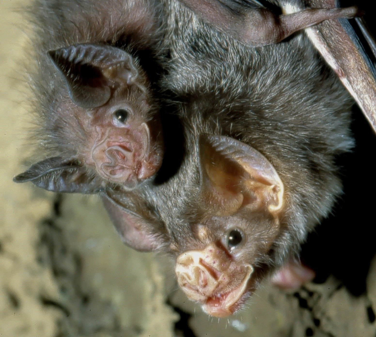 Vampire bats make friends to cope with loss of family
