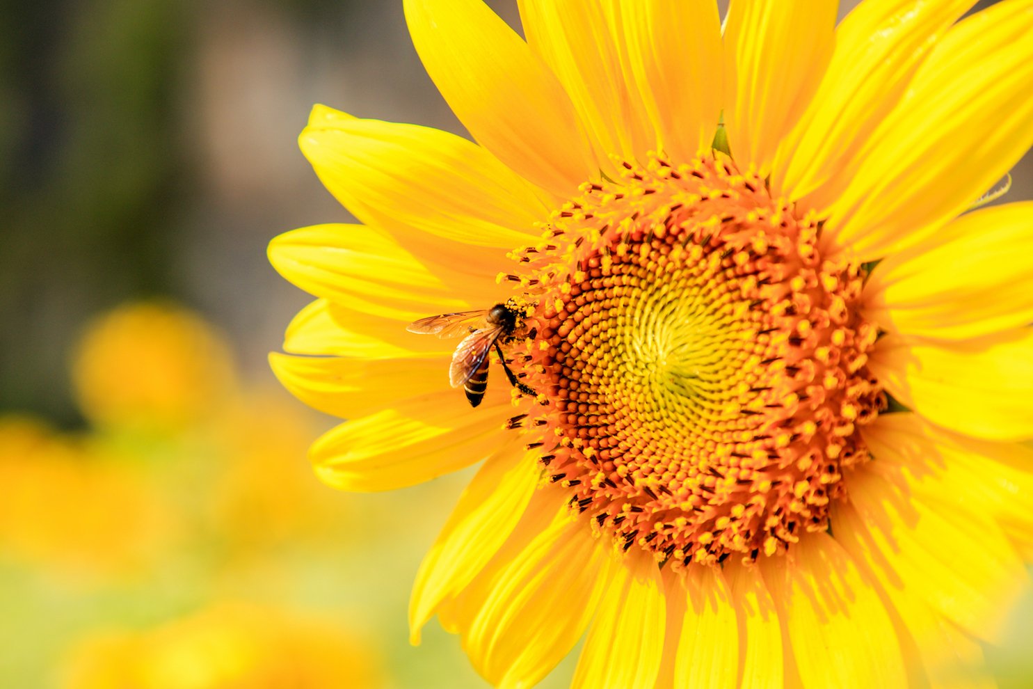East African honey bees capable of high-altitude foraging