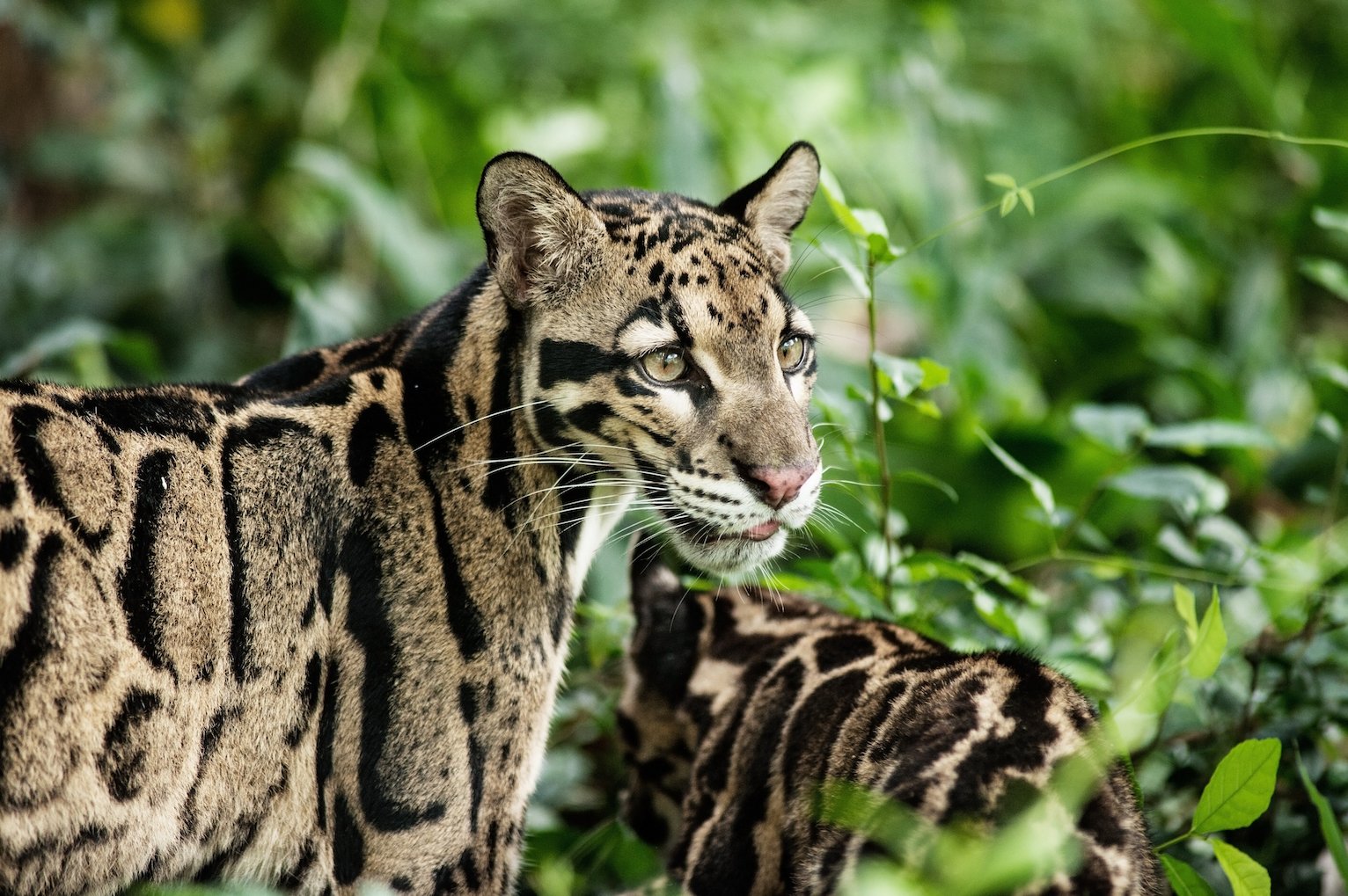 Posting endangered species location data puts them more at risk