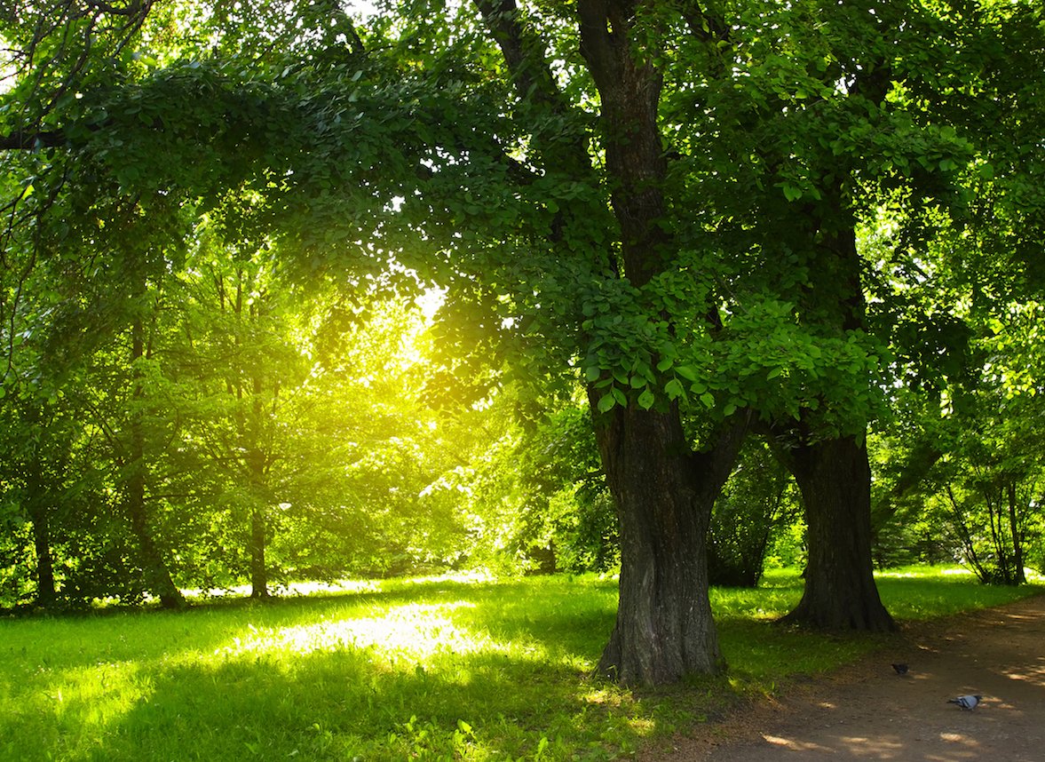 How increases in tree leaf abundance are affecting climate change