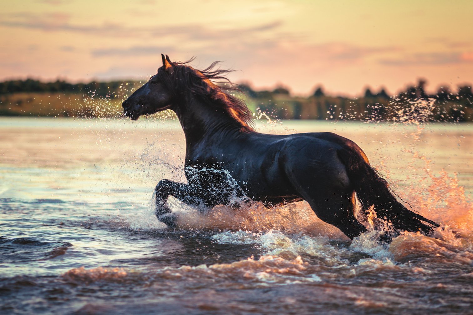 Trump budget plan would end protection for wild horses