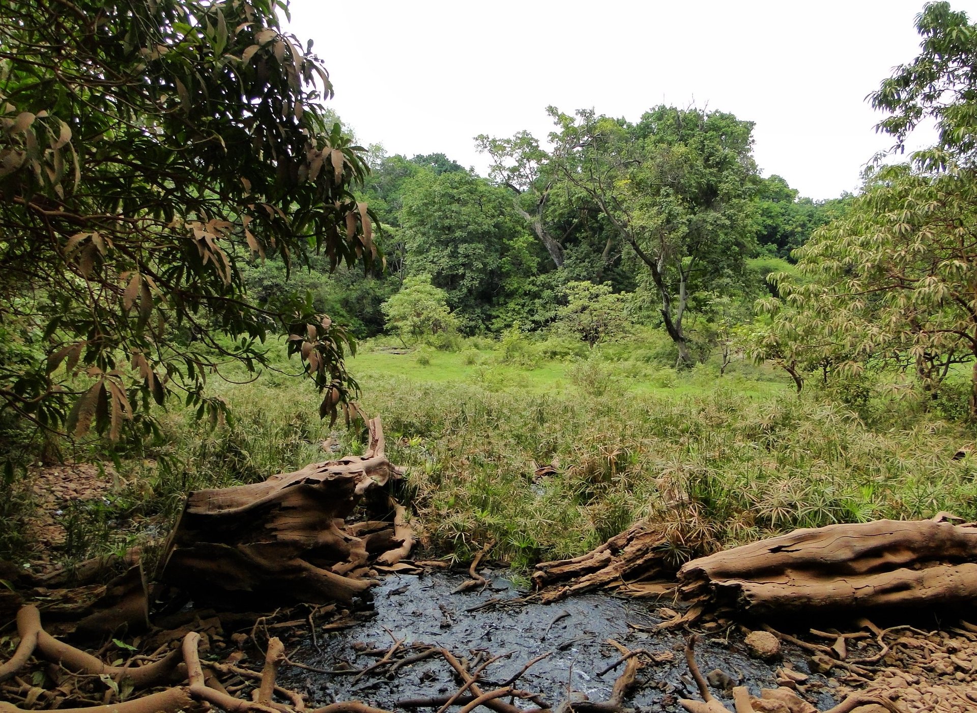 Groundwater springs allowed early humans to migrate out of Africa