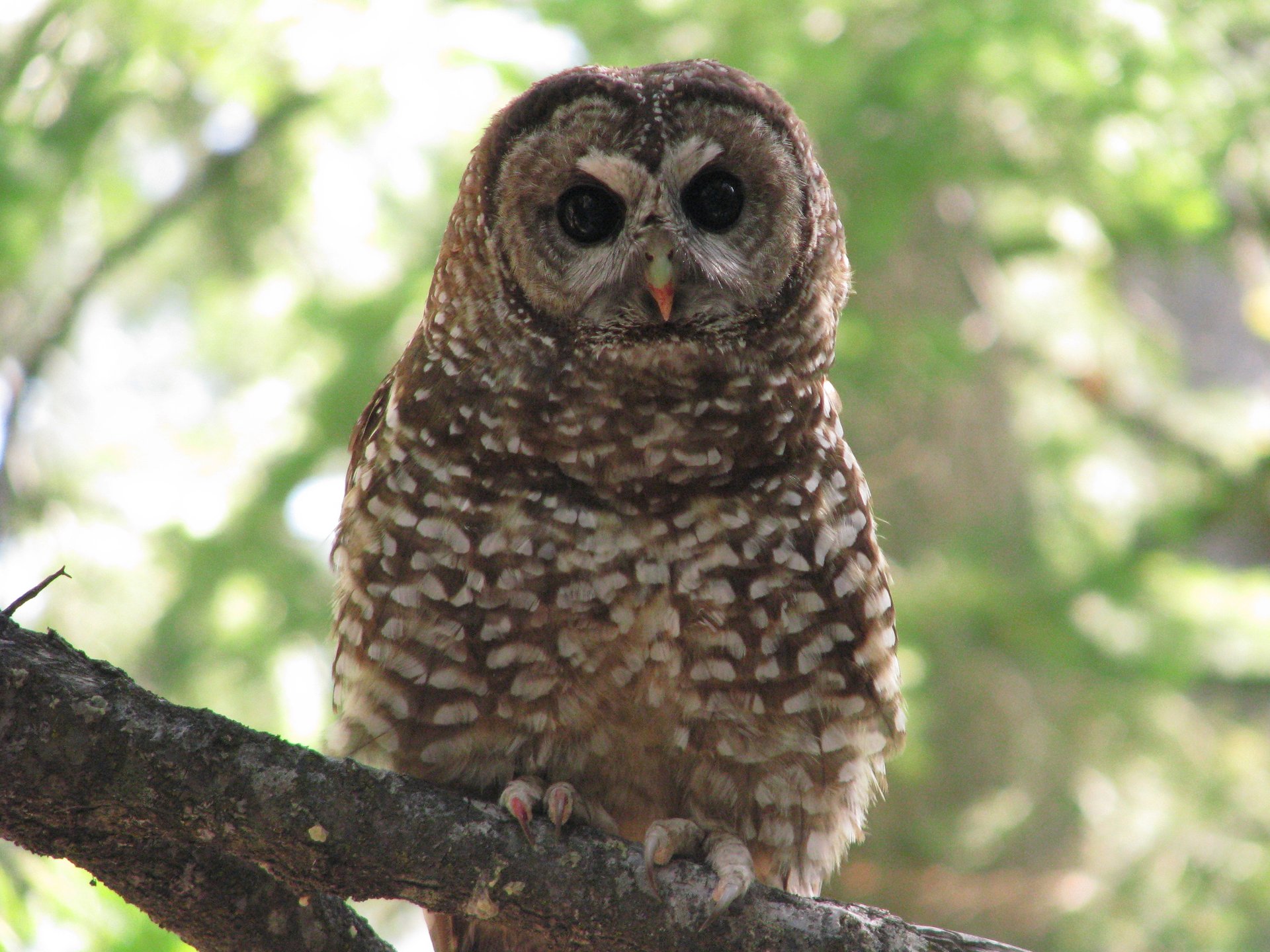 How forest fires create beneficial habitats for spotted owls
