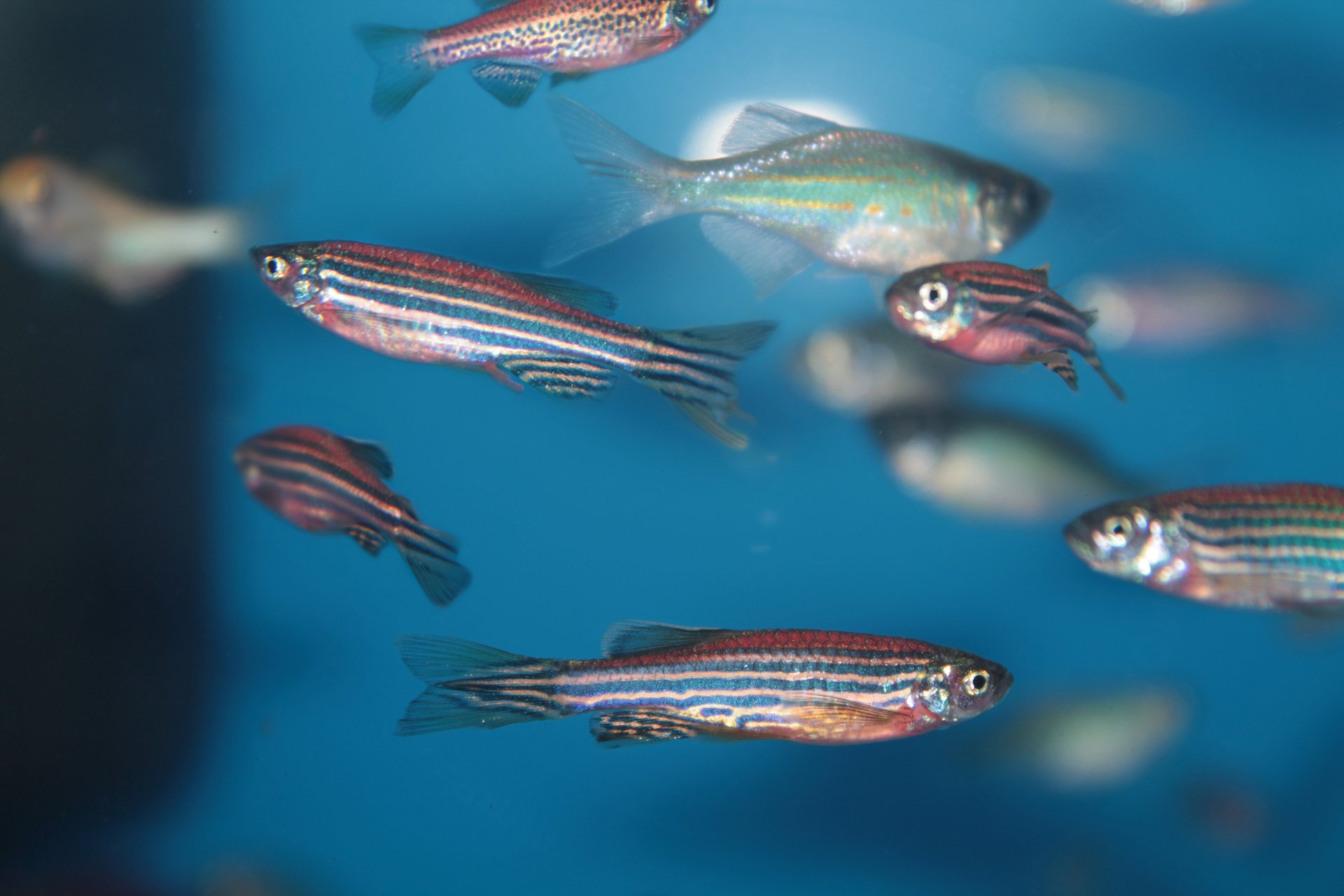 Zebrafish give new insight into human hearing loss