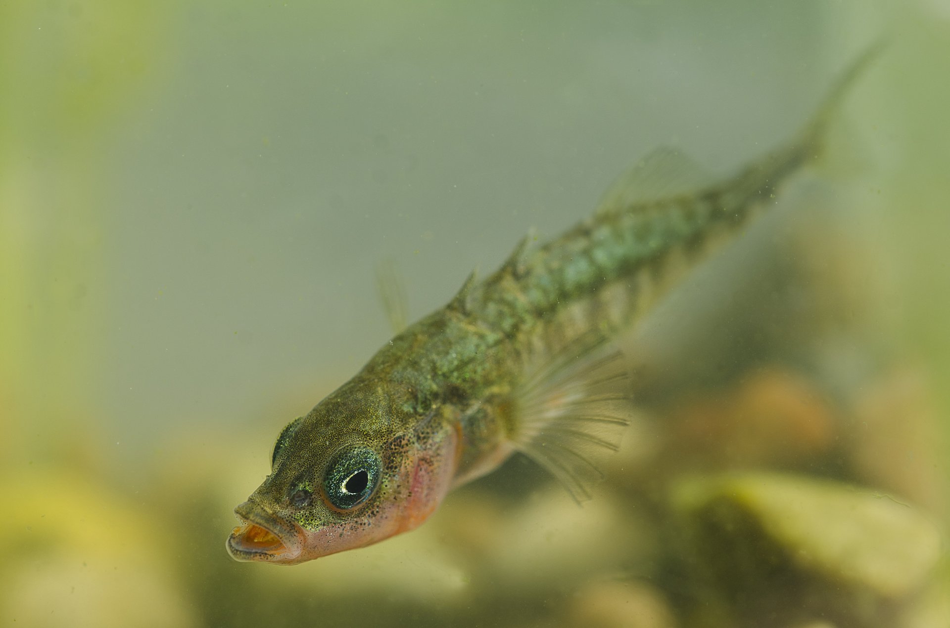 How fish prove that misfits sometimes thrive on new turf