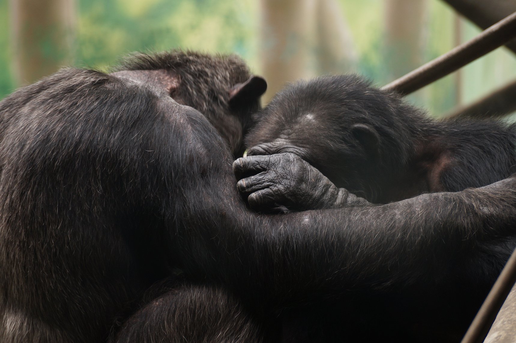 Humans and chimpanzees exhibit similar signs of empathy