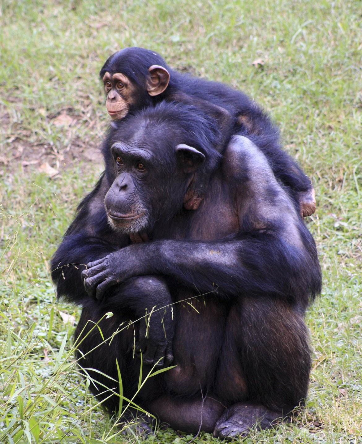 Chimpanzees can pass down skills to next generation