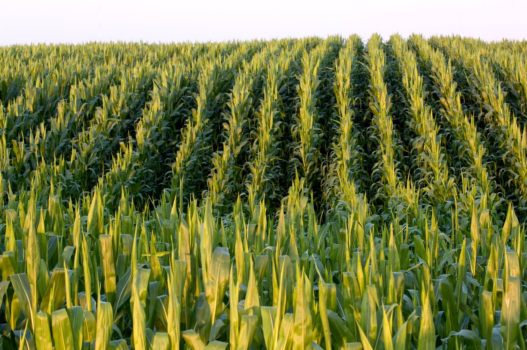 Decomposing leaves in soil emit greenhouse gas