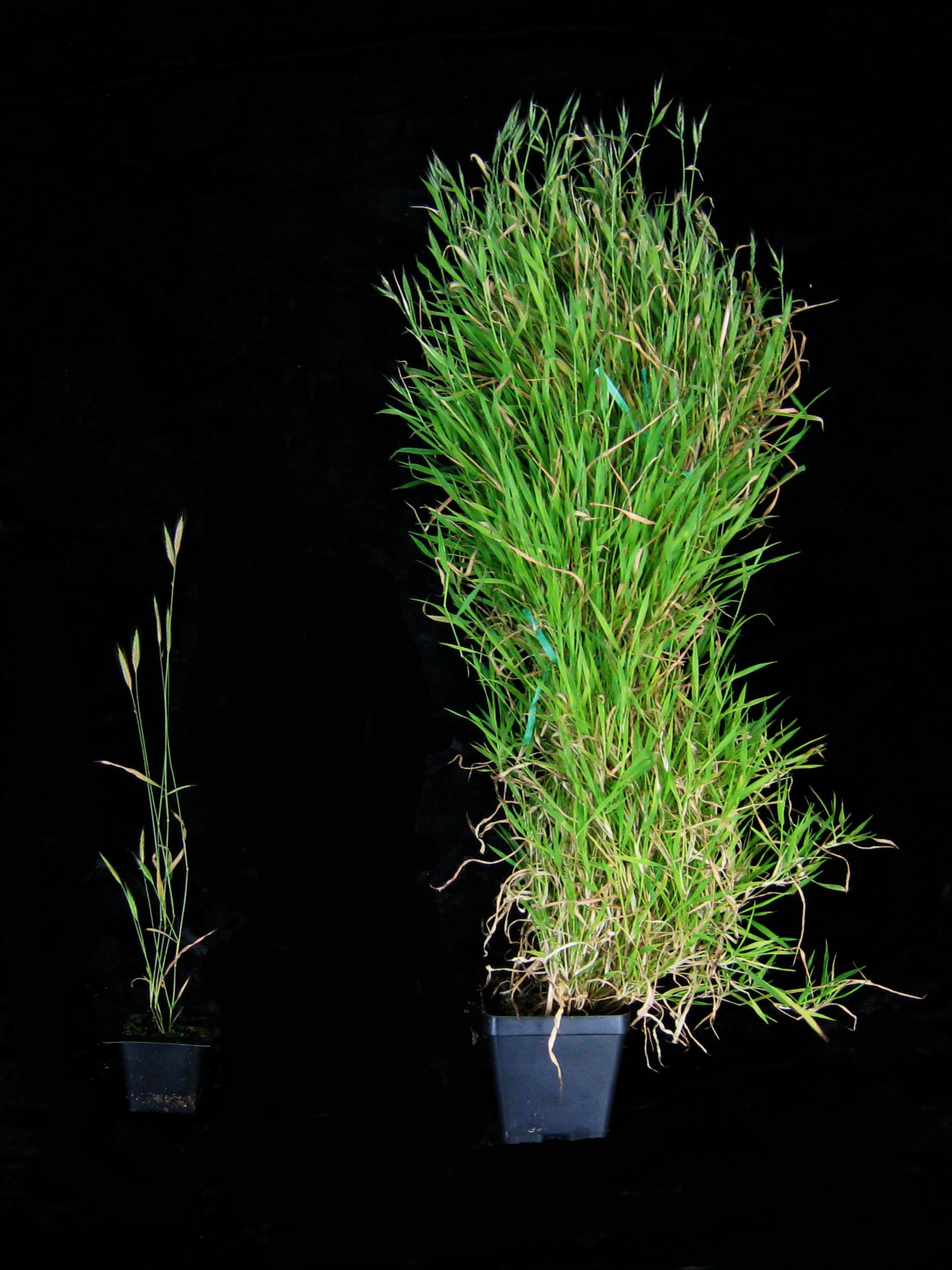 Newly discovered gene could increase plant yields